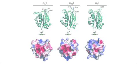 Hydrophobic Residues And Electrostatic Charge In The Midas Binding