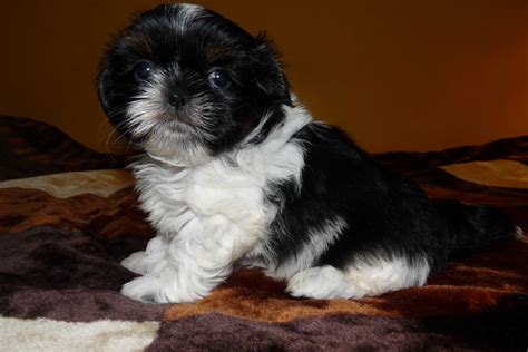 Shih Tzu Piesek Nero Ciechocinek OLX Pl