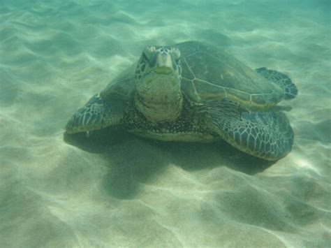 Hawaiian sea turtle aka crush | Hawaiian sea turtle, Turtle, Sea turtle