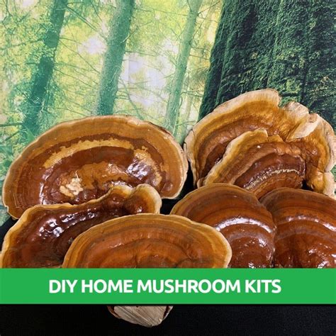 Hemlock Reishi Mushroom Grow Kit Only 19 95 Mushroom Farming