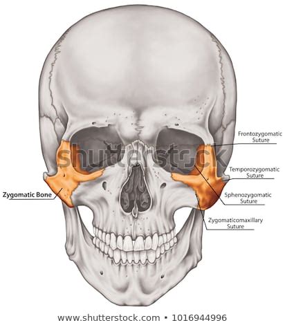 Zygomatic Bone Liberal Dictionary