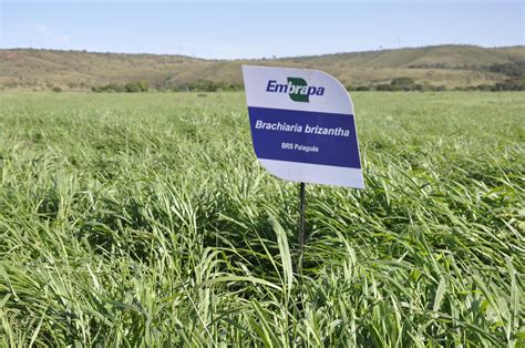 Brachiaria brizantha cv BRS Paiaguás Portal Embrapa