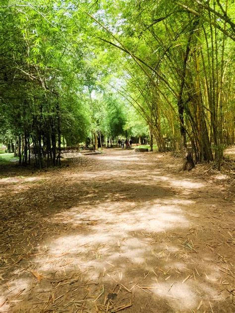 Bamboo Forest in Kaveri Nisargadhama Coorg, Karnataka Stock Photo ...