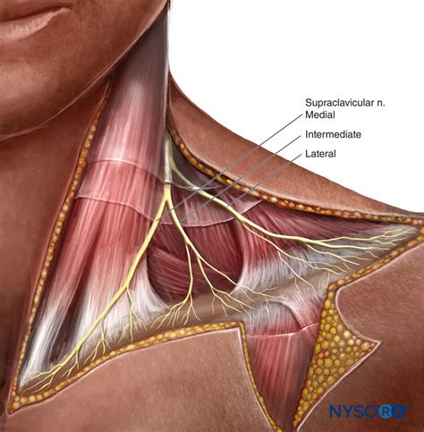 Bloqueos Cut Neos Para La Extremidad Superior T Cnica De Estimulaci N