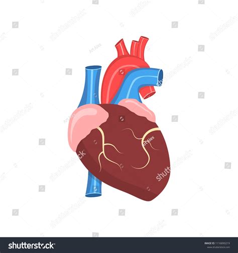 Health Problem Heart Disease Vector Illustration Stock Vector Royalty