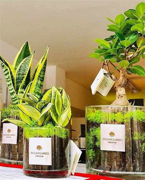 Bomboniera Bonsai Di Sanseveria Una Pianta Sempreverde Da Interno Con