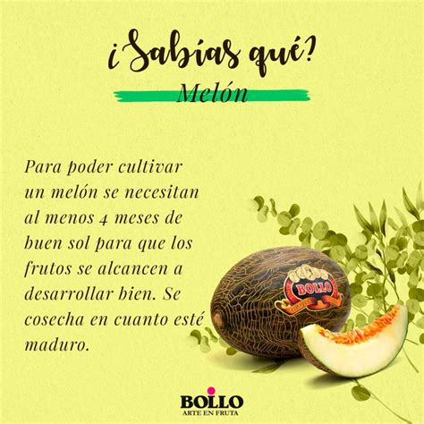 Sabías qué Melón Frutas Bollo