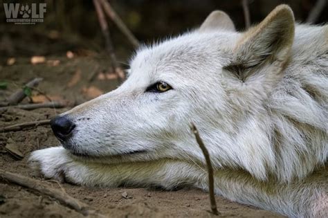 Wolf Documentaries : wolves