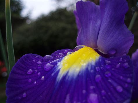 tennessee state flower facts - Lettie Shepherd