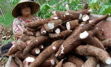 Cara Menanam Tanaman Singkong Dengan Baik Dan Benar Untuk Pemula