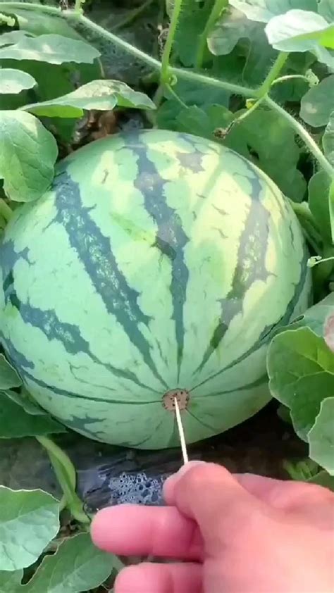 5 Key Tips To Pick The Perfect Watermelon Artofit