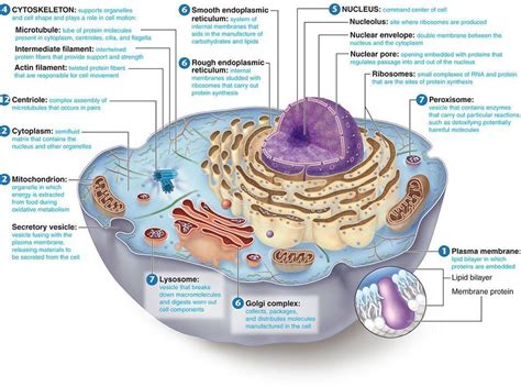 Animal cell vesicle function