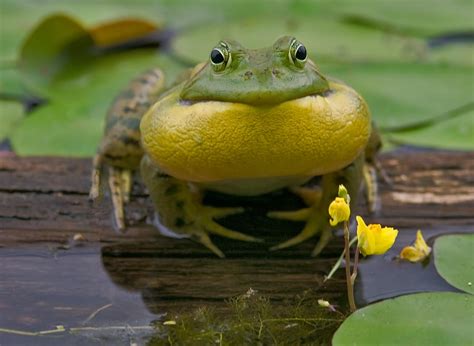 Bull Frog Croaking Photograph by Stephen Gingold