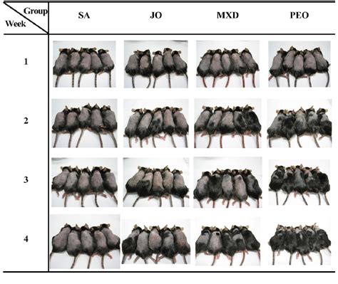 Gross Observation Of Back Skins In C57bl 6 Mice The Back Skins Of The Download Scientific