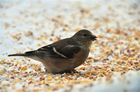 Birdseed to Prevent Slipping on Ice | ThriftyFun