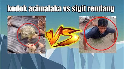 SIGIT RENDANG VS KODOK ACIMALAKA... - YouTube