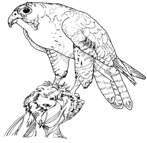 Peregrine Falcon Coloring Page Coloring Nation