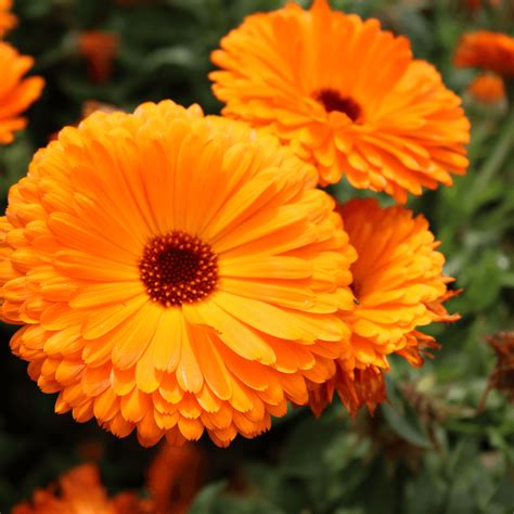 calendula gardeners basics