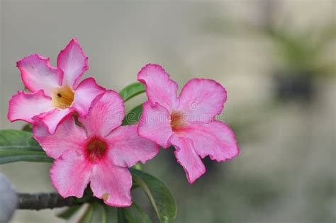 桃红色沙漠玫瑰色花 美丽的桃红色花 库存图片 图片 包括有 一堆 新鲜 礼品 绽放 照亮 植物群 108540111