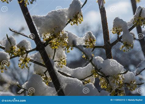 Dogwood tree and snow stock photo. Image of yellow, plant - 113052312