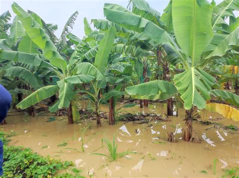 Ciclón Yacu afectó 1 273 hectáreas de banano en Tumbes Perú Actores