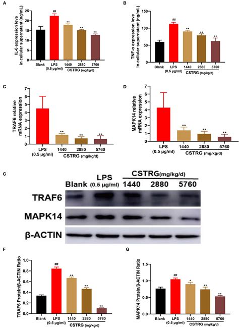 Frontiers Anti Inflammatory Effects Of Chaishi Tuire Granules On