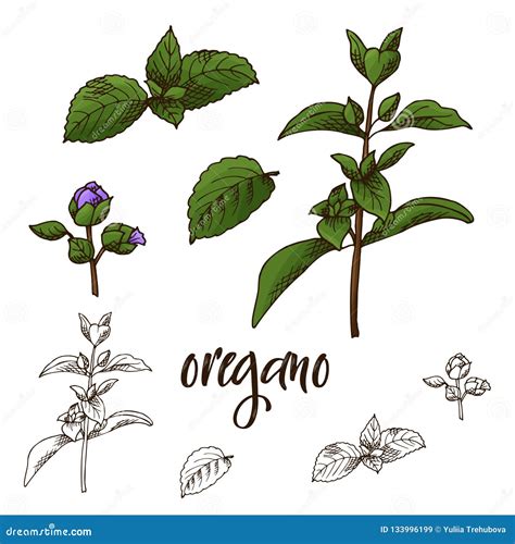 Detailed Retro Image Of Oregano Ink Sketch Isolated On White