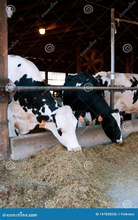 Holstein Cows Eating Silage from a Manger Stock Photo - Image of ...