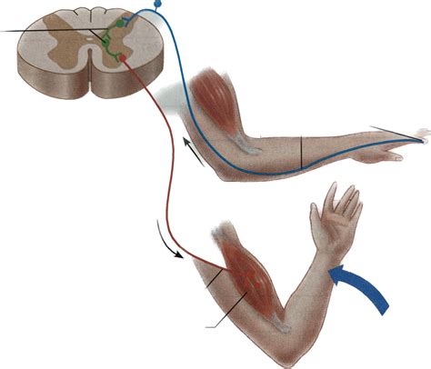 Reflex Arc Diagram Quizlet