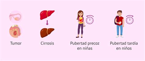 Qué ocurre cuando hay niveles elevados de estrógenos