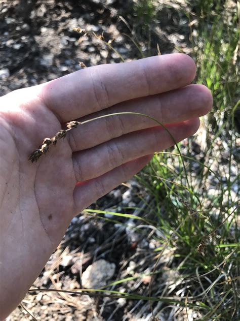 Pointed Broom Sedge From Coronado National Forest Tucson AZ US On