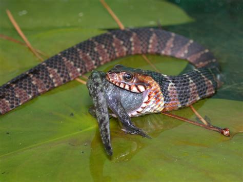 Banded Watersnake Nerodia Fasciata Fasciata Eating A Mol Flickr