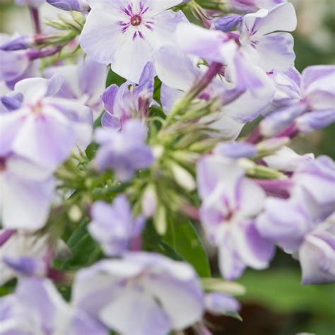 Szkółka Bylin Dobrepole Phlox paniculata Flame Pro Pink Pop