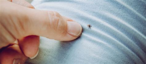 Lyme Hastal Nedir Nedenleri Belirtileri Ve Tedavisi