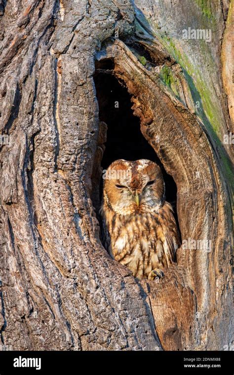 Tawny Owl Strix Aluco Peering Out From A Hole In A Tree Germany