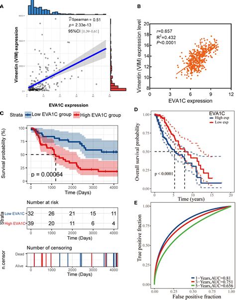 Frontiers Eva C Is A Potential Prognostic Biomarker And Correlated