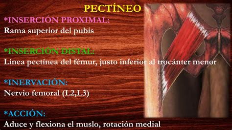 Musculos Del Compartimento Anterior Del Muslo Anatom A Ppt