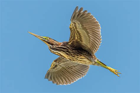 Green Heron In Flight Photograph by Morris Finkelstein - Pixels