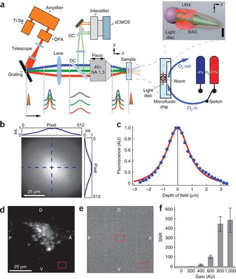 Volumetric Fluorescence Imaging Using Wide Field Two Photon Light