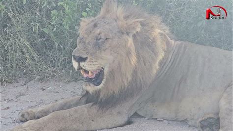 Largest Lion Pride At Orpen Gate Kruger National Park Sightings 2024