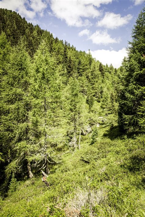 Free Images Landscape Tree Grass Rock Wilderness Mountain