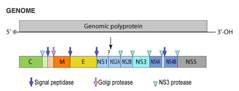 West Nile Virus Viral Structure