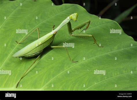 Praying Mantis On A Green Leaf Sideview Stock Photo Alamy