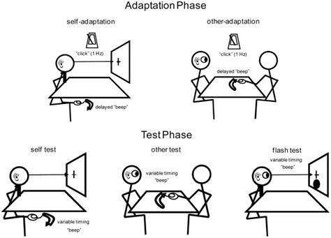 The Type Of Adaptation Depended On The Experiment The Subject