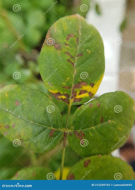 Bacterial Leaf Spot Disease On Rose Stock Image | CartoonDealer.com ...