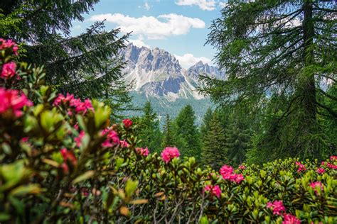 Sextner Almwanderung Zur Nemesalm Mit Mega Dolomiten Panorama