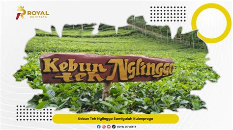 Kebun Teh Nglinggo Samigaluh Wisata Kebun Teh Menyegarkan