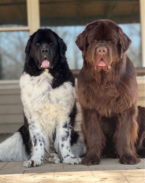 A Look At Newfoundland Dog Colors | Newfoundland dog, Newfoundland ...