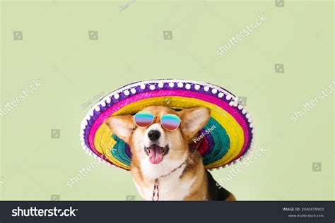 Dog In A Sombrero Images Stock Photos And Vectors Shutterstock