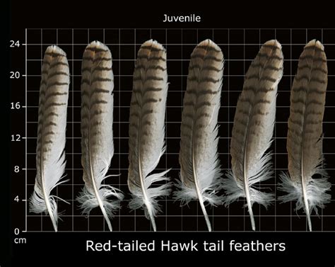 How to Identify Red Tailed Hawk Feathers - Ultimate Guide With Pictures - The Bird Geek